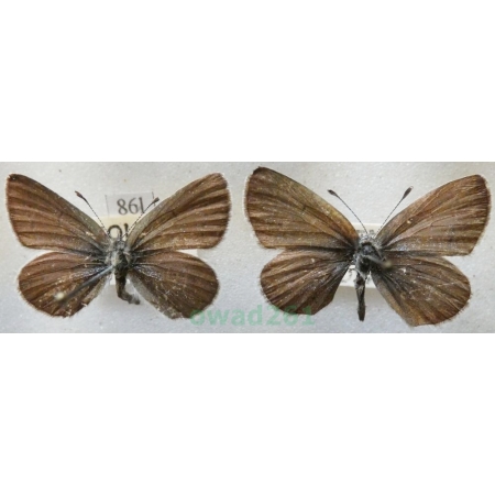 Cupido minimus (Fuessly, 1775) pair Modraszek malczyk Czech86l